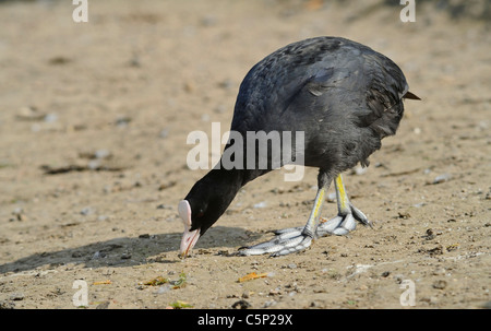 Coot adulti in cerca di cibo Foto Stock