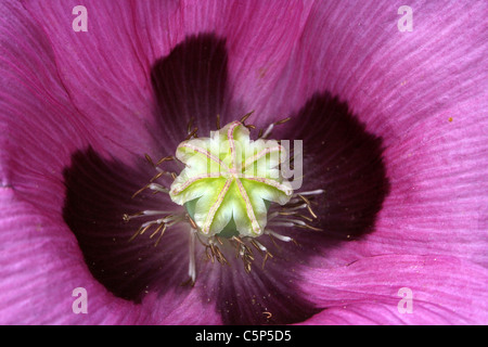 Close-up di un viola fiore di papavero Papaver somniferum Foto Stock