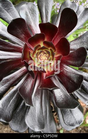 Albero nero Aeonium Aeonium arboreum var atropurpureum 'Schwarzkopf' Foto Stock