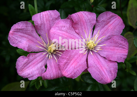 Rosa fiori di Clematis Foto Stock