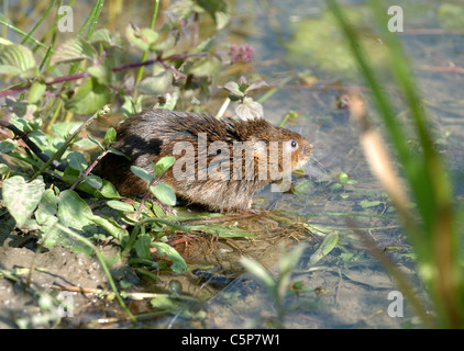 Un acqua Vole (Viridor's arvicole) sta per essere rilasciato nelle acque del Arundel Wildfowl and Wetlands Centre Foto Stock