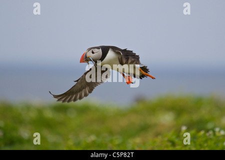 Puffini, Fratercula arctica, in volo portando il cicerello, farne Islands, Northumberland, Regno Unito Foto Stock