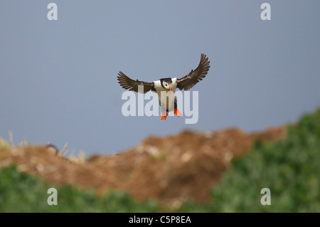 Puffini, Fratercula arctica, in volo, farne Islands, Northumberland, Regno Unito Foto Stock
