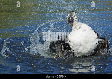 L'anatra a pettine o manopola fatturati duck, Sarkidiornis melanotos, balneazione, London Wetlands Centre Regno Unito Foto Stock