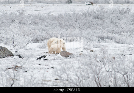 Orso polare Madre con Coy, Ursus maritimus, Wapusk National Park, nei pressi della Baia di Hudson, Cape Churchill, Manitoba, Canada Foto Stock