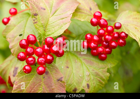 Viburno Rose; Viburnum opulus; bacche; Cornovaglia; Regno Unito Foto Stock