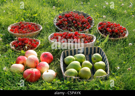 I frutti del giardino impostato sul prato del giardino : pere e mele, ciliege di marasche). Foto Stock
