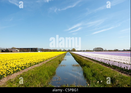 Campi pieni di bulbi di fiori in Olanda Foto Stock