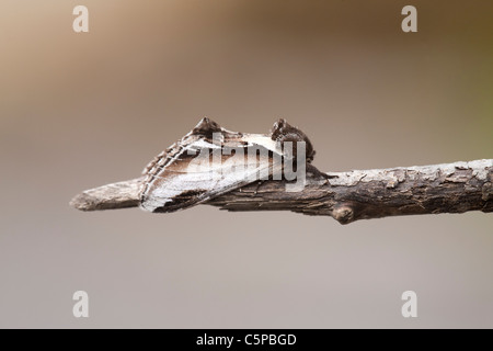 Minor Swallow prominente Pheosia gnoma a riposo su un ramoscello Foto Stock
