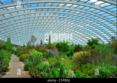 All'interno della cupola al National Botanic Garden of Wales, Llanarthne, Carmarthenshire, UK. Foto Stock