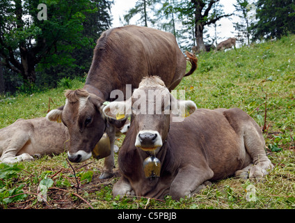 Giovenche masticare le cud su un pascolo alpino sul Monte Jenner a Berchtesgaden, Baviera, Germania Foto Stock