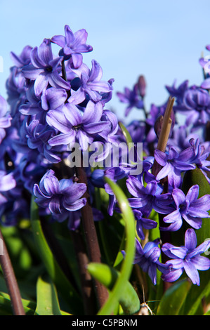 Campo pieno con giacinti viola in Olanda Foto Stock