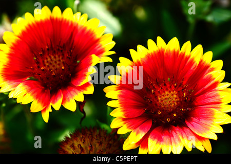 Vista ingrandita del rosso e del fiore di arancia Foto Stock