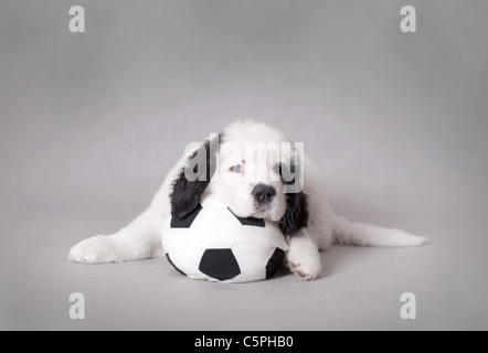 Poco Landseer Terranova (tipo) cucciolo con pallone da calcio ritratto su sfondo grigio Foto Stock