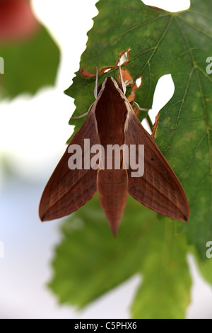 Hawk moth su foglia di vite Foto Stock