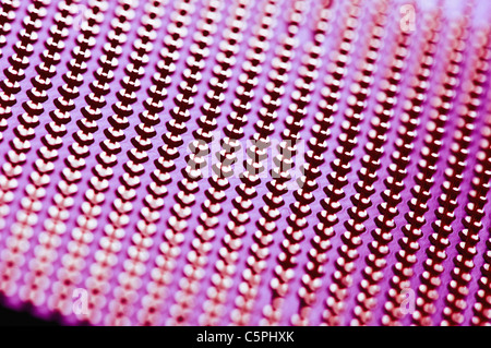 Chiusura del pin del connettore sul microprocessore CPU Foto Stock