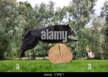 Nero pastore belga cane / Groenendael (Canis lupus familiaris) saltando su log in posizione di parcheggio Foto Stock