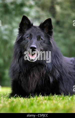 Nero pastore belga cane / Groenendael (Canis lupus familiaris) giacenti in giardino Foto Stock