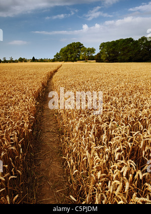 Sentiero attraverso un campo di grano. Foto Stock