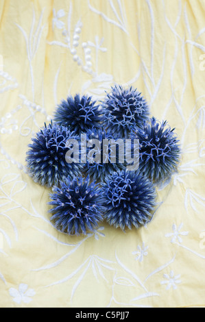 Echinops ritro veitchs blu (globe thistle) le teste dei fiori su una ragazza abito giallo Foto Stock