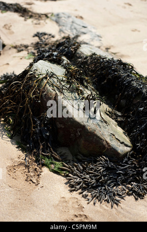 Vescica e Wrack Wrack canalizzato le alghe sulle rocce, South Pembrokeshire, Wales, Regno Unito Foto Stock