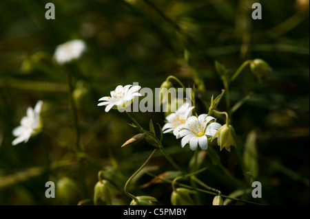 Lesser Stitchwort, Stellaria graminea, in fiore Foto Stock