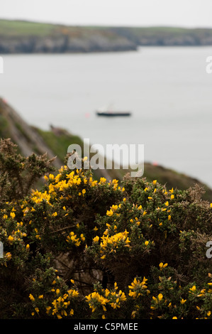Gorse comune, Ulex Europaeus, sulle scogliere a San Giustiniano, Nord Pembrokeshire, Galles Foto Stock