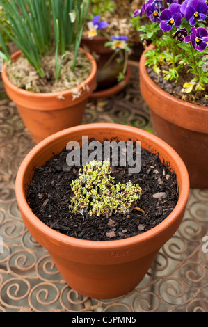 Arricciato crescione, Lepidium sativum, cresce in forma di cuore Foto Stock