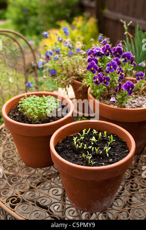 Calendula officinalis "Citrus Cocktail " piantine che crescono in forma di un fiore con il crescione arricciata e viole Foto Stock