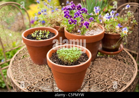 Arricciato crescione, Lepidium sativum, cresce in forma di cuore con Pot Le calendule e viole Foto Stock