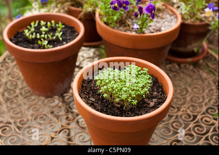 Arricciato crescione, Lepidium sativum, cresce in forma di cuore con Pot Le calendule e viole Foto Stock