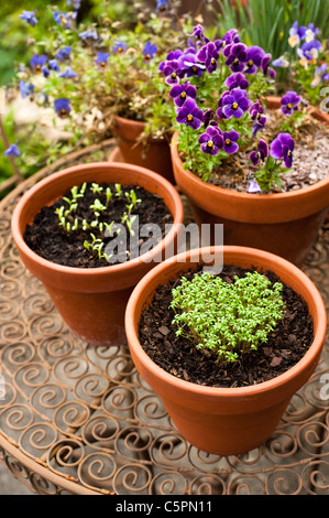 Arricciato crescione, Lepidium sativum, cresce in forma di cuore con Pot Le calendule e viole Foto Stock