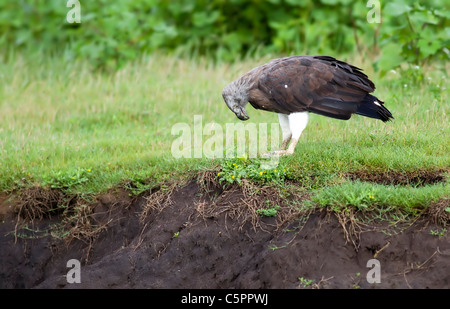 Testa Grigia pesce Eagle Foto Stock