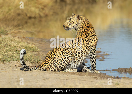 Maschio di leopard (Panthera pardus) a waterhole, Sabie-Sand riserva naturale, Sud Africa Foto Stock