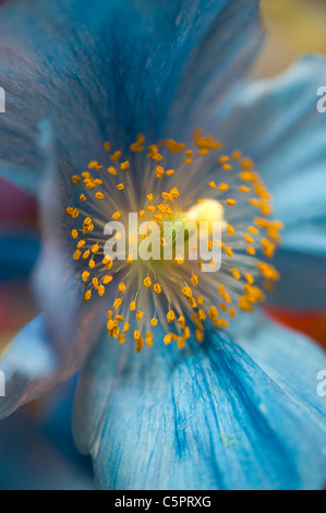 Close-up di immagine dell'immagine di un himalayan blu fiore di papavero testa - meconopsis betonicifolia Foto Stock