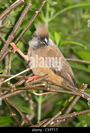 Chiazzato Mousebird (colius striatus) Foto Stock