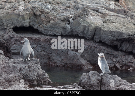 I capretti pinguini moulting a Punta Espinoza, Galapagos Foto Stock