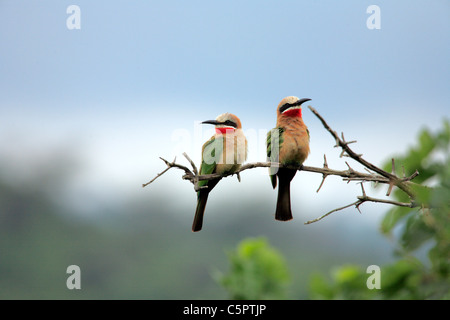 Uccelli, Parco Nazionale di Arusha, Tanzania Foto Stock