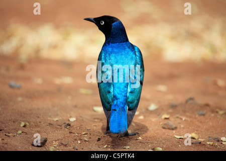 Lamprotornis superbus (superba Starling), il Parco Nazionale di Tarangire e, Tanzania Foto Stock