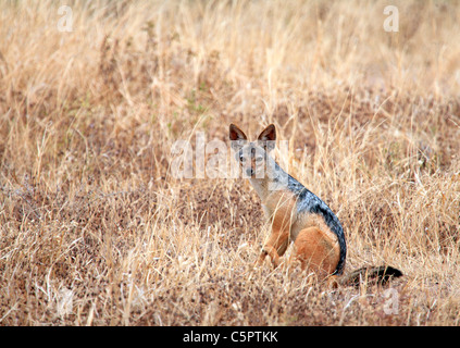 Nero-backed Jackal (Canis mesomelas), il Parco Nazionale di Tarangire e, Tanzania Foto Stock