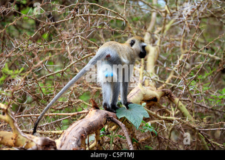 Cercopithecus aethiops (Vervet Monkey), il Lago Manyara National Park, Tanzania Foto Stock