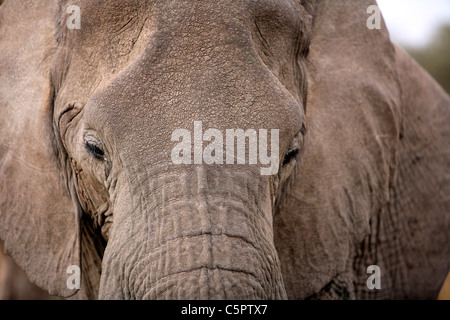 Loxodonta africana (elefante), il Parco Nazionale del Serengeti, Tanzania Foto Stock