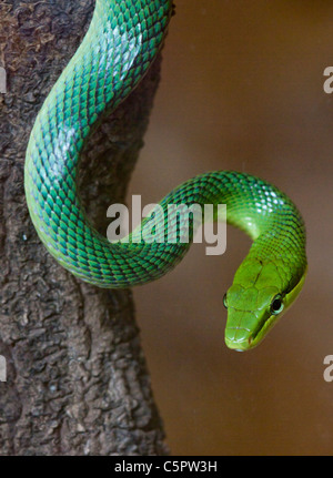 Rosso Verde codato Biacco (gonyosoma oxycephalum) Foto Stock