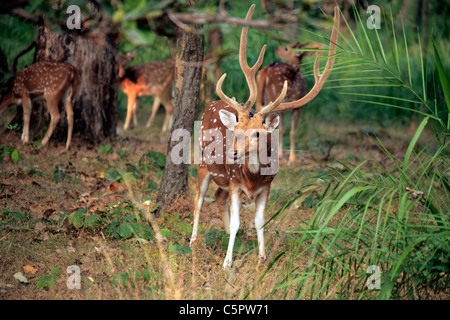 Chital, cheetal (asse asse), Bandhavgarh national park, Madhya Pradesh, India Foto Stock