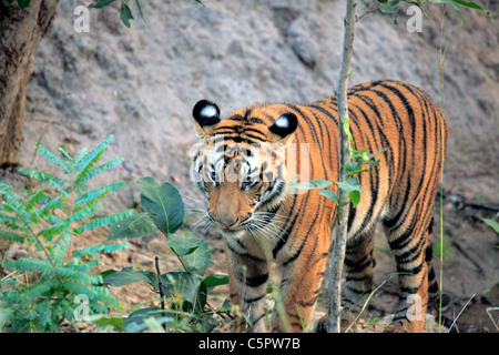 Royal tigre del Bengala (Panthera tigris tigris), Bandhavgarh national park, Madhya Pradesh, India Foto Stock