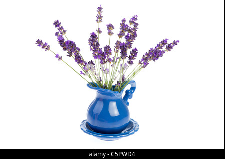 Viola bouquet di fiori di lavanda su sfondo bianco Foto Stock