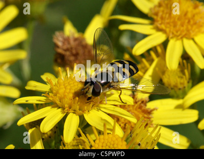 Hoverfly, Eupeodes luniger, Syrphidae, Diptera. Femmina su erba tossica fiori. Foto Stock