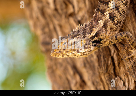 Bloodsucker comune, variabile indiano lizard, variabile AGAMA SA, chameleon (Calotes versicolor), il Deserto di Thar, Jaisalmer, India Foto Stock