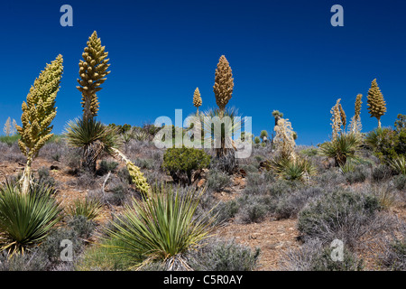 Blooming Mojave yucca piante (Yucca schidigera), Joshua Tree National Park, California, Stati Uniti d'America Foto Stock