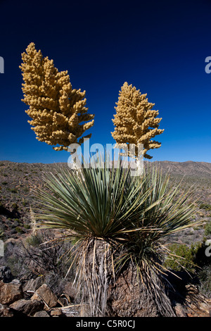 Blooming Mojave yucca pianta (Yucca schidigera), Joshua Tree National Park, California, Stati Uniti d'America Foto Stock